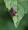 stink bug  nymph, trichopepla sp. (2).jpg